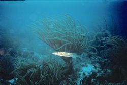 Barracuda in Curacao by Tim Delp 
